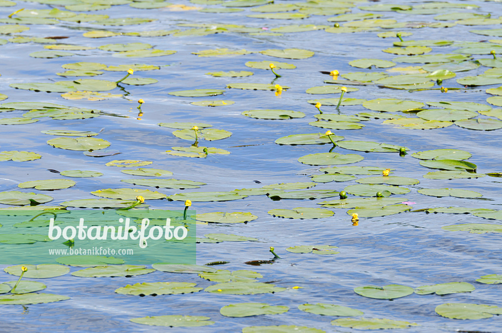 485115 - Yellow pond lily (Nuphar lutea)