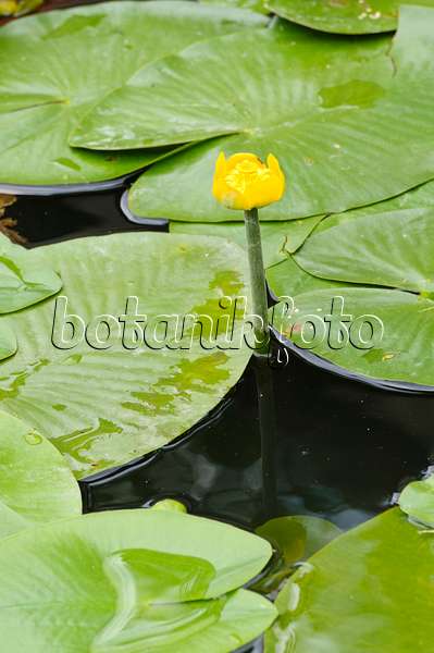 486179 - Yellow pond lily (Nuphar lutea)