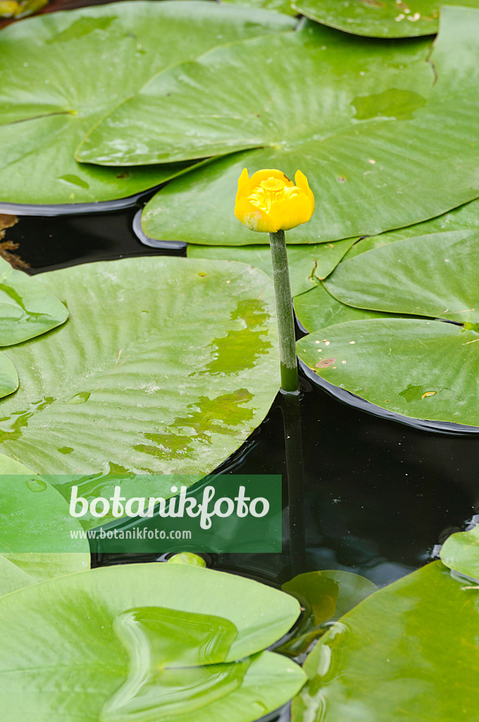 486179 - Yellow pond lily (Nuphar lutea)