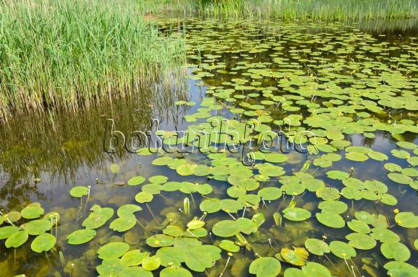 520424 - Yellow pond lily (Nuphar lutea)