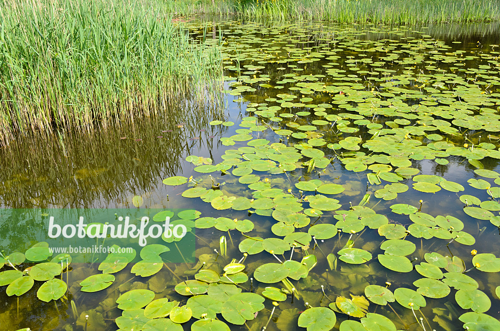 520424 - Yellow pond lily (Nuphar lutea)