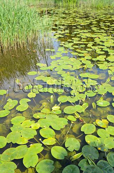 520425 - Yellow pond lily (Nuphar lutea)