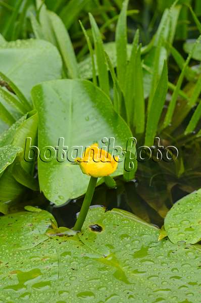 534367 - Yellow pond lily (Nuphar lutea) and water soldier (Stratiotes aloides)