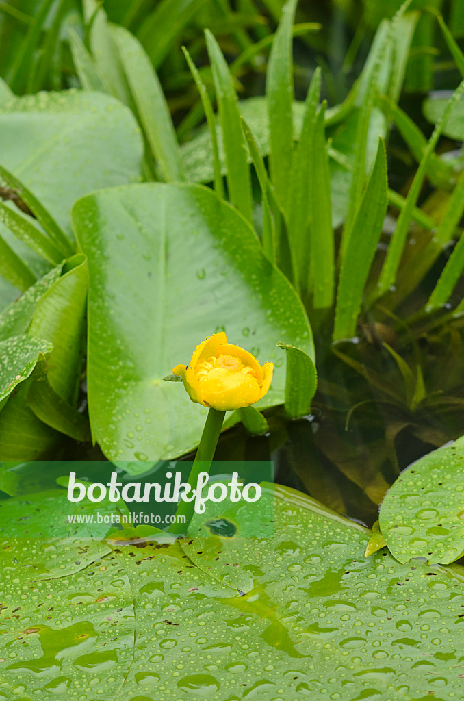 534367 - Yellow pond lily (Nuphar lutea) and water soldier (Stratiotes aloides)