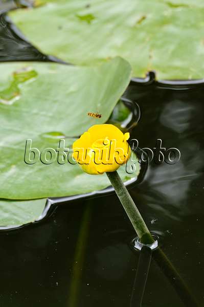 486173 - Yellow pond lily (Nuphar lutea) with hover fly