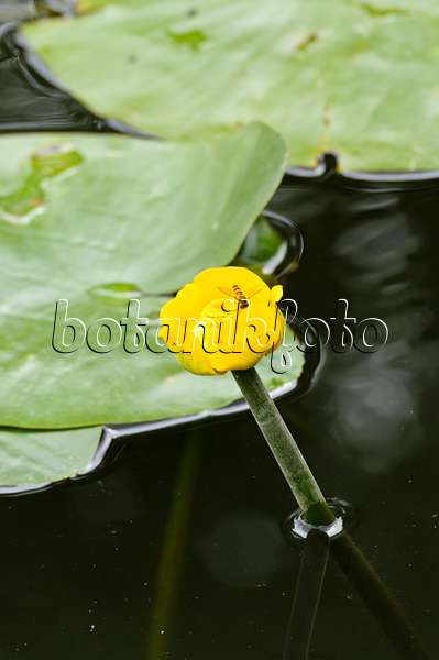 486174 - Yellow pond lily (Nuphar lutea) with hover fly
