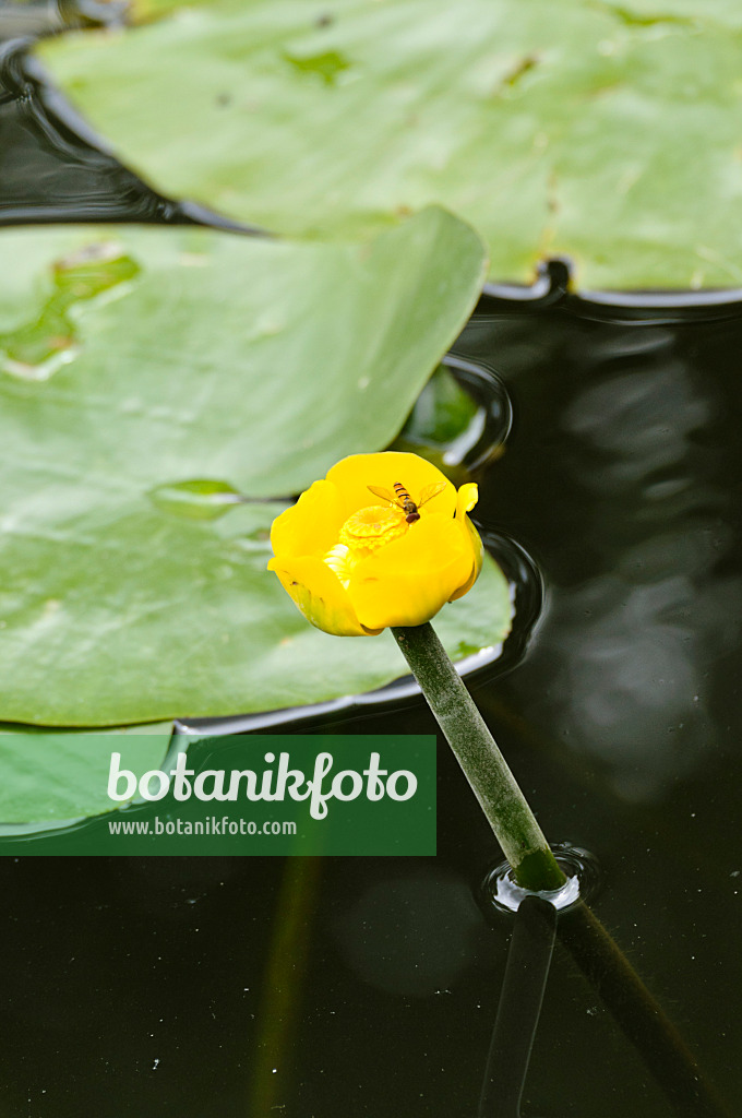 486174 - Yellow pond lily (Nuphar lutea) with hover fly