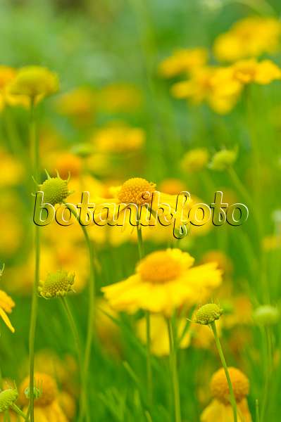 488009 - Yellow sneezeweed (Helenium amarum)