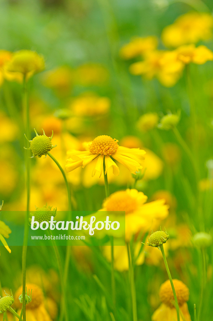 488009 - Yellow sneezeweed (Helenium amarum)