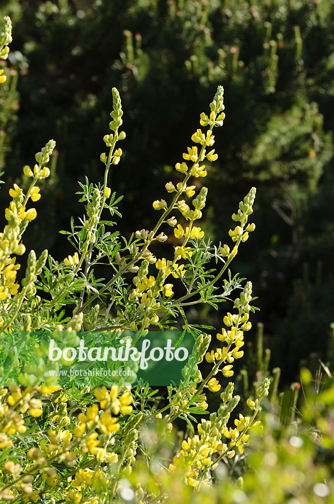 508418 - Yellow tree lupin (Lupinus arboreus)