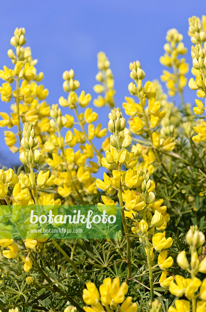 508466 - Yellow tree lupin (Lupinus arboreus)