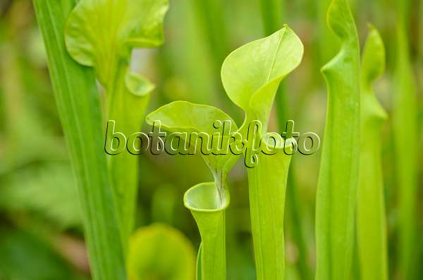 534009 - Yellow trumpet pitcher (Sarracenia flava)