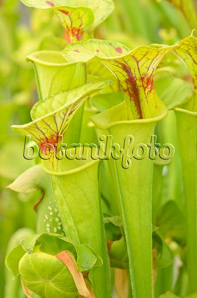 547329 - Yellow trumpet pitcher (Sarracenia flava)