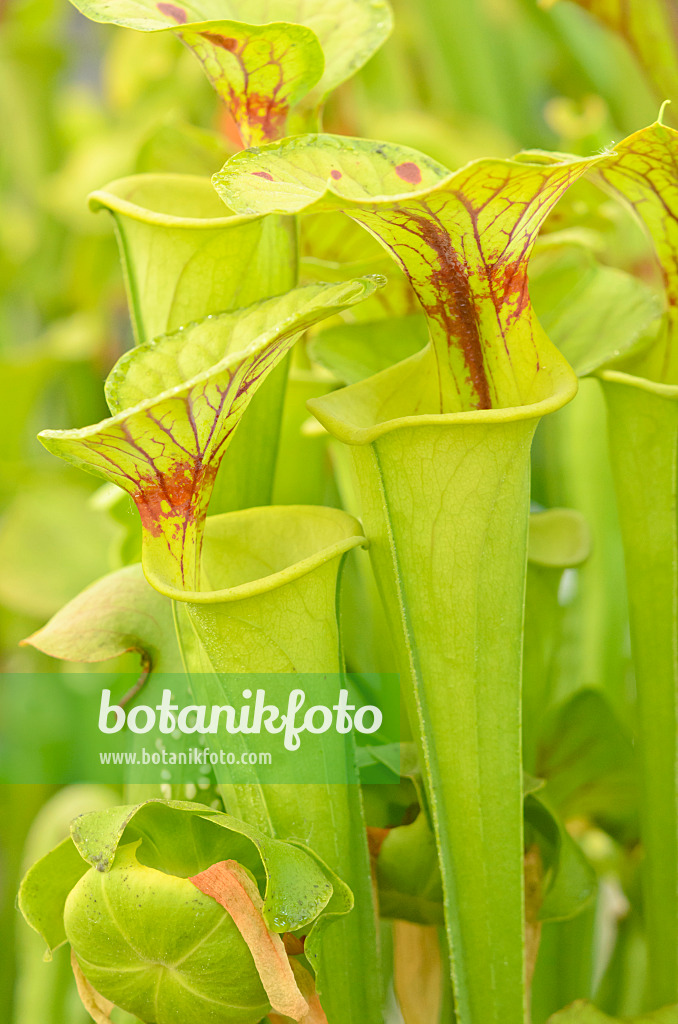 547329 - Yellow trumpet pitcher (Sarracenia flava)