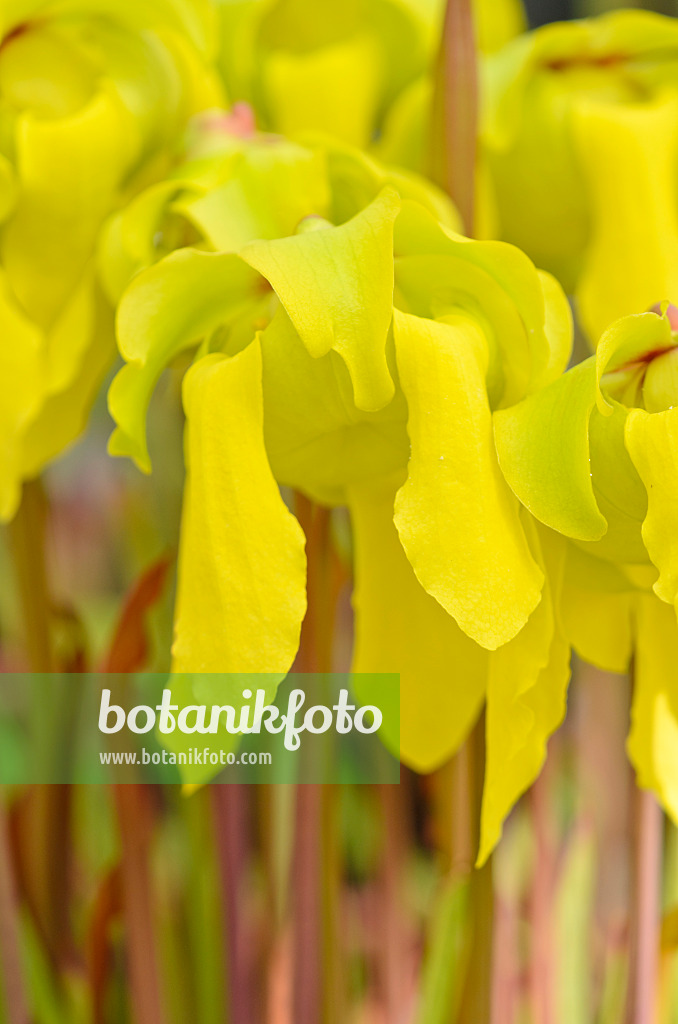 555067 - Yellow trumpet pitcher (Sarracenia flava)