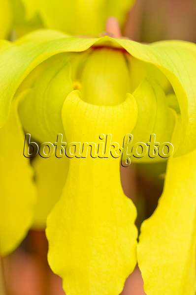 555068 - Yellow trumpet pitcher (Sarracenia flava)