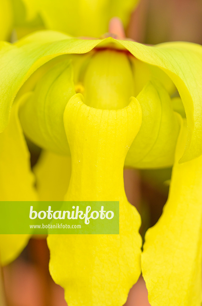 555068 - Yellow trumpet pitcher (Sarracenia flava)