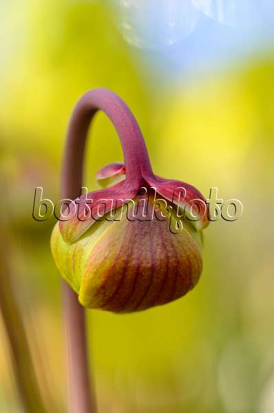 555069 - Yellow trumpet pitcher (Sarracenia flava var. rubricorpora)