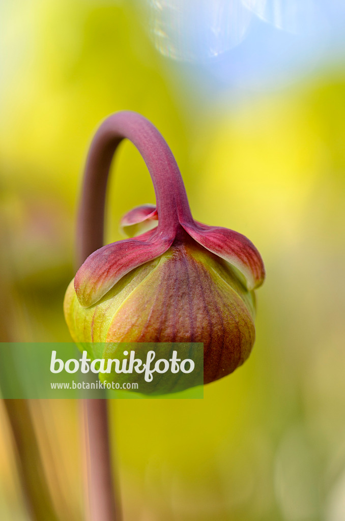 555069 - Yellow trumpet pitcher (Sarracenia flava var. rubricorpora)