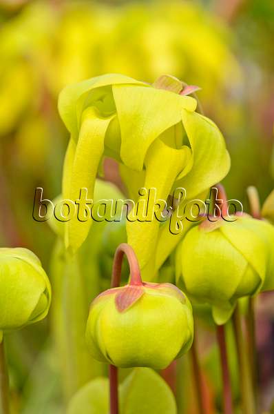 555070 - Yellow trumpet pitcher (Sarracenia flava)