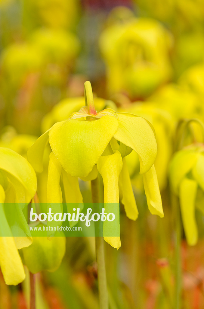 555087 - Yellow trumpet pitcher (Sarracenia flava)