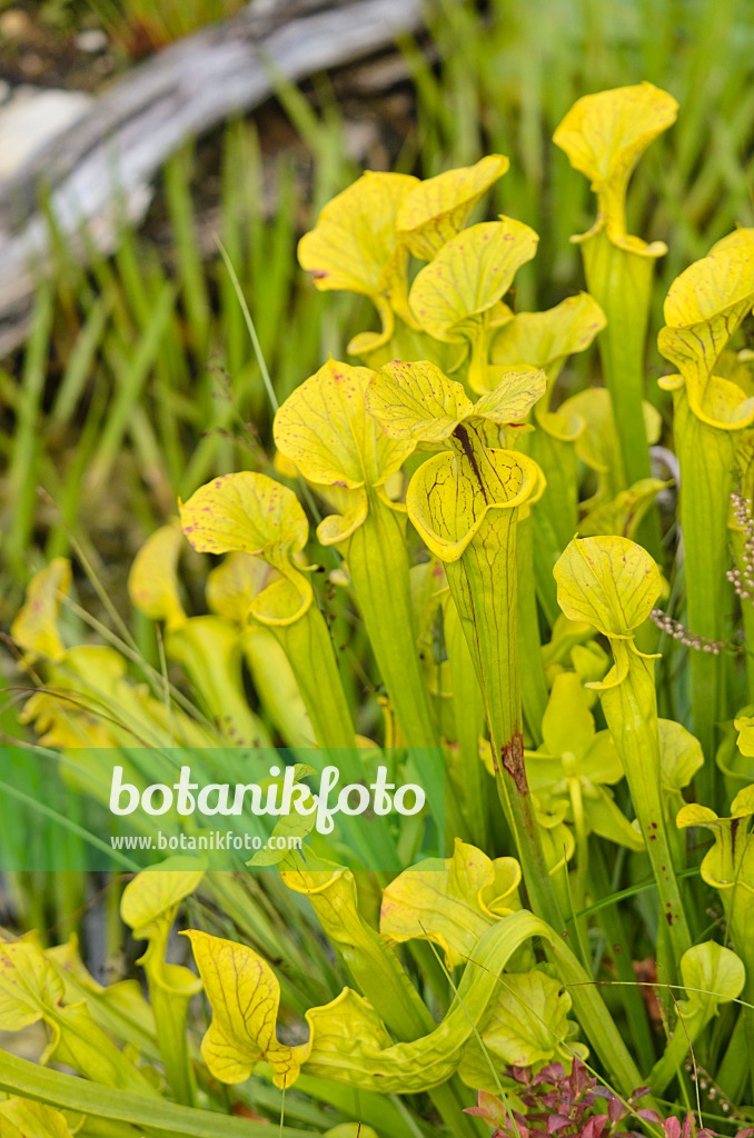 572010 - Yellow trumpet pitcher (Sarracenia flava)