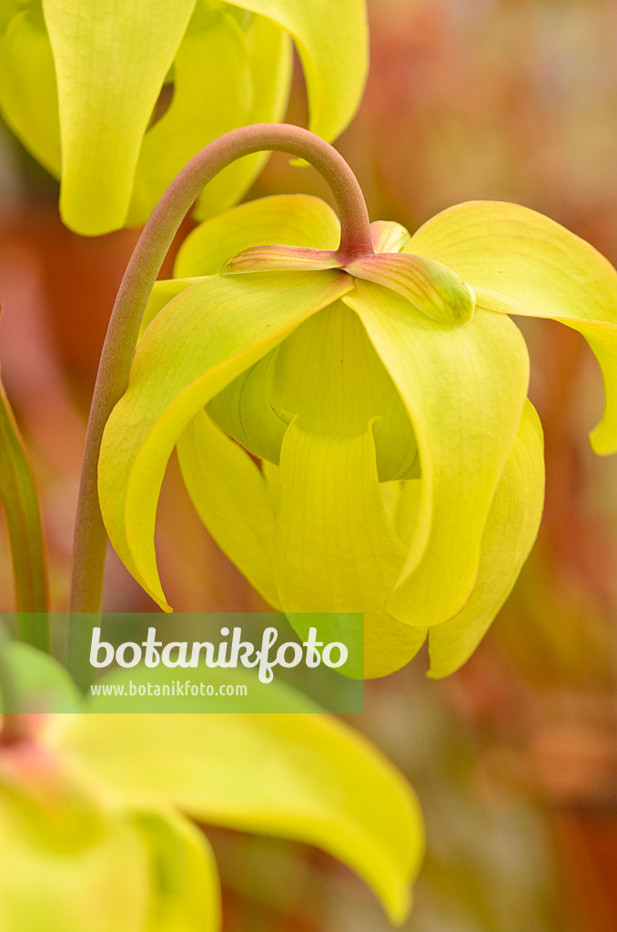 555077 - Yellow trumpet pitcher (Sarracenia flava var. ornata x leucophylla)