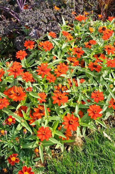 487063 - Zinnia du Mexique (Zinnia angustifolia 'Profusion Orange')