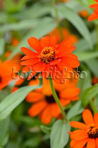 524075 - Zinnia du Mexique (Zinnia angustifolia 'Profusion Orange')
