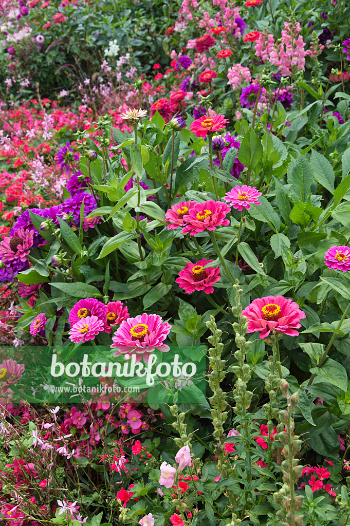 511305 - Zinnias (Zinnia) and begonias (Begonia)