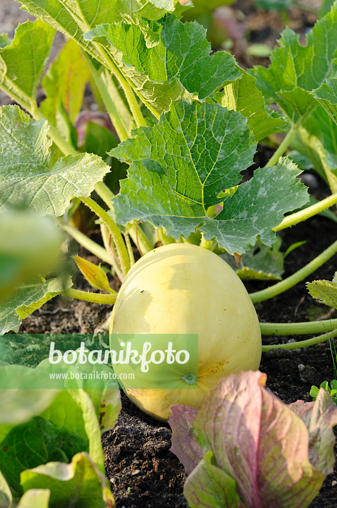 474239 - Zucchini (Cucurbita pepo convar. giromontiina 'Diamant')