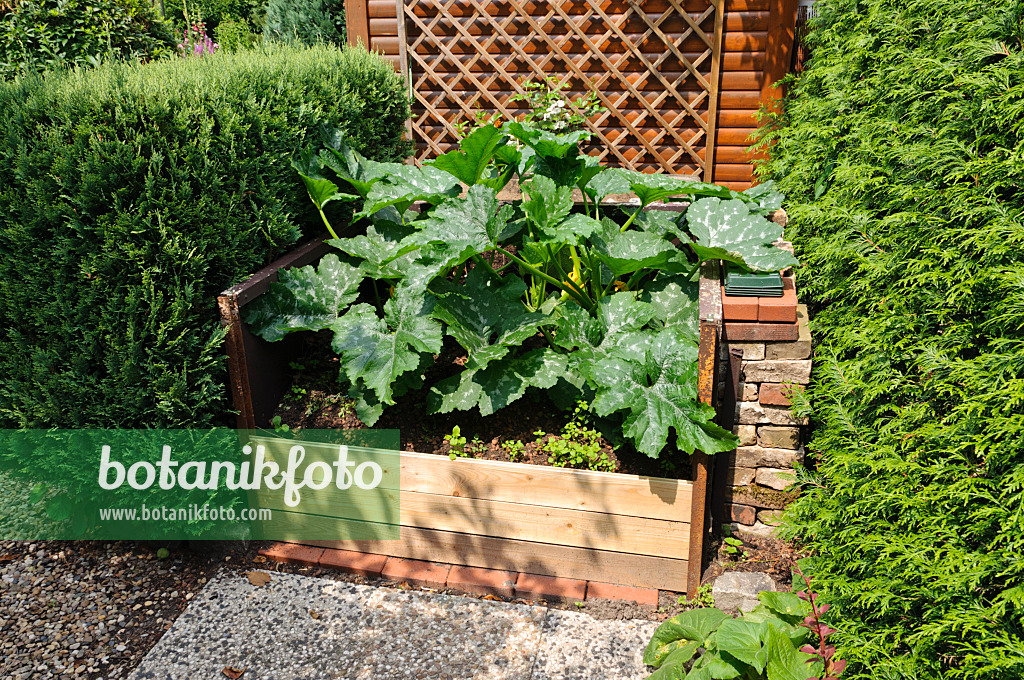 474082 - Zucchini (Cucurbita pepo convar. giromontiina) in a raised bed