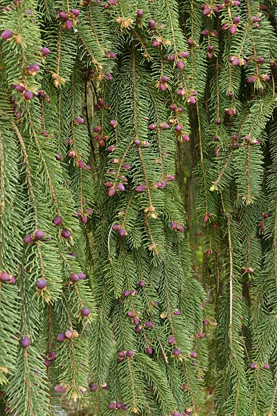 Picea abies acrocona