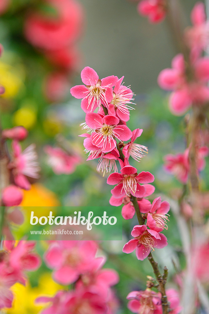 575246 - Abricotier du Japon (Prunus mume 'Beni-chi-dori’)
