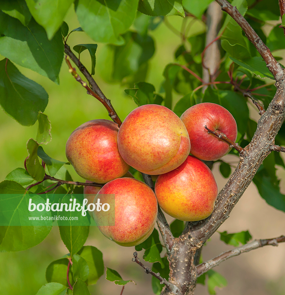 664330 - Abricotier (Prunus armeniaca 'Clarina')