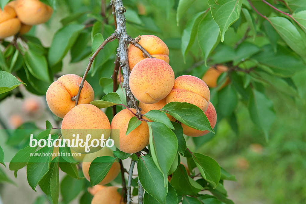 502328 - Abricotier (Prunus armeniaca 'Hargrand')