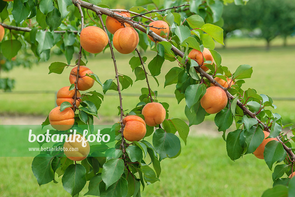 575214 - Abricotier (Prunus armeniaca 'Hargrand')