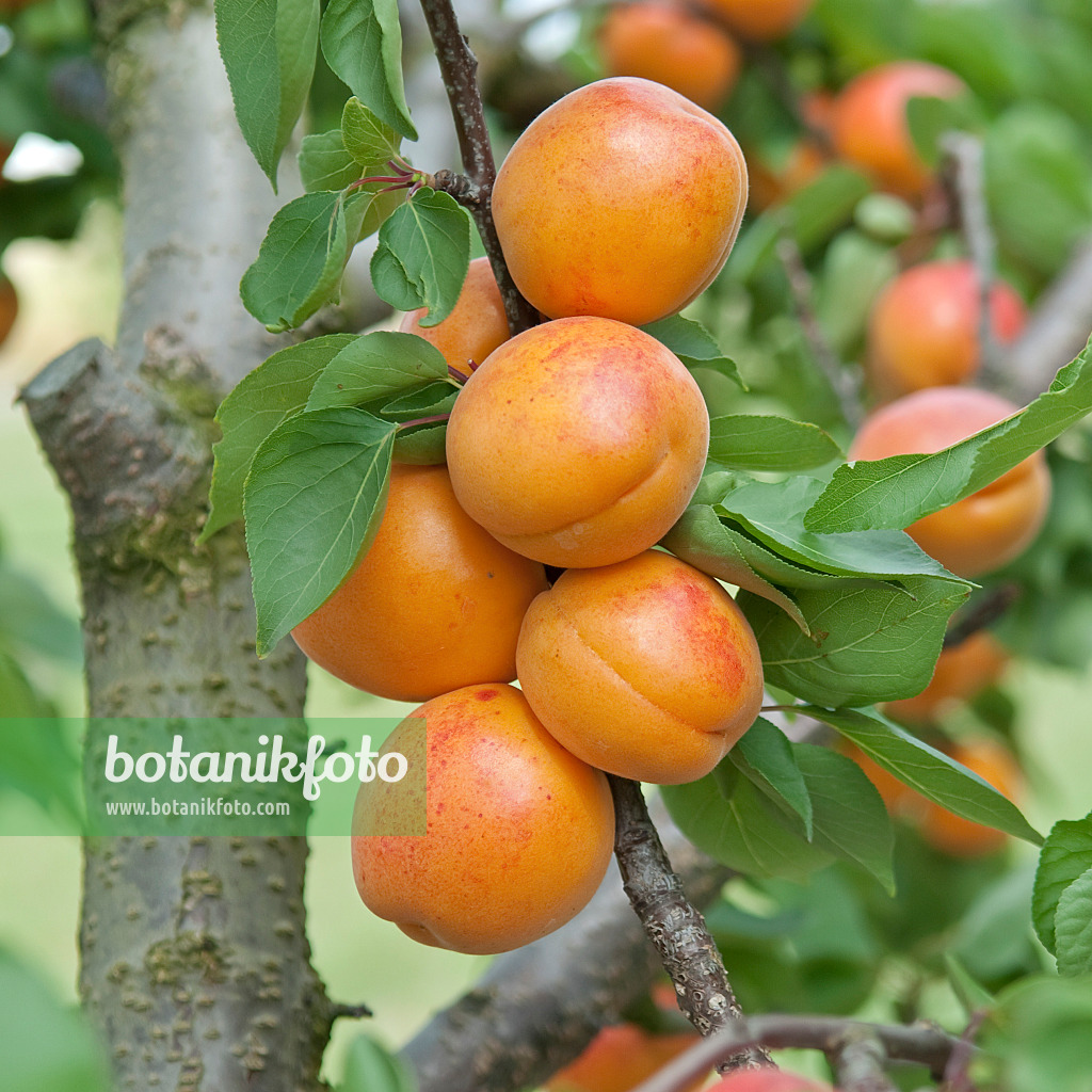 502329 - Abricotier (Prunus armeniaca 'Harlayne')