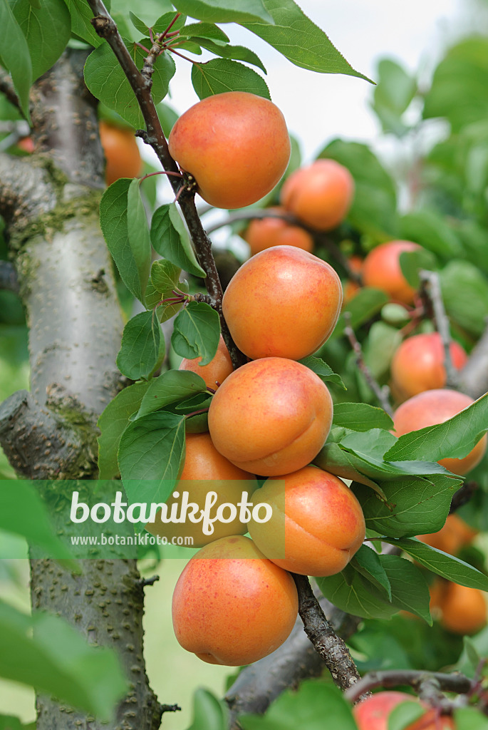 575215 - Abricotier (Prunus armeniaca 'Harlayne')