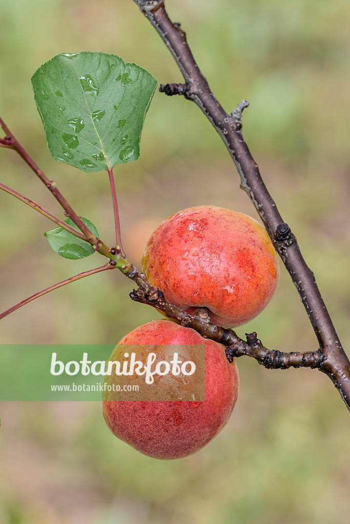 575217 - Abricotier (Prunus armeniaca 'Harogem')