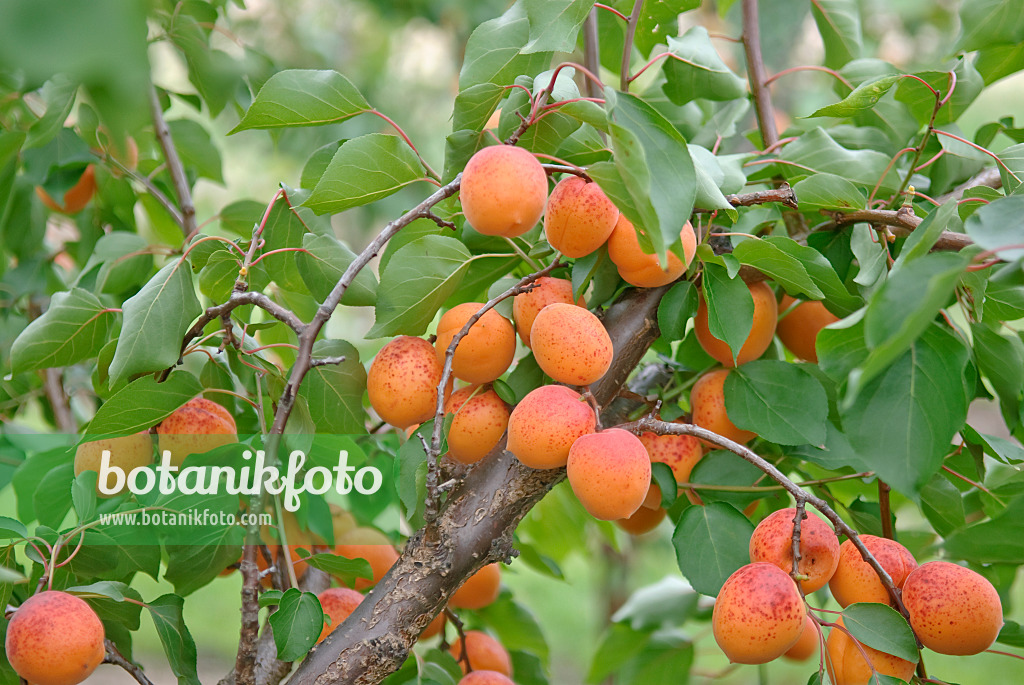502331 - Abricotier (Prunus armeniaca 'Orangered')
