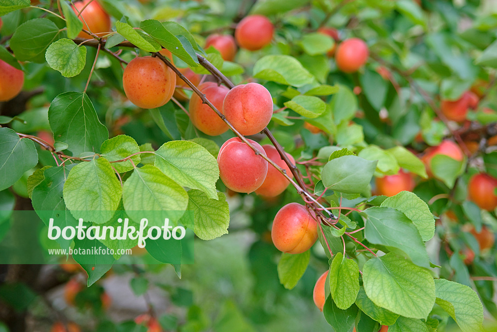 502332 - Abricotier (Prunus armeniaca 'Pinkcot')
