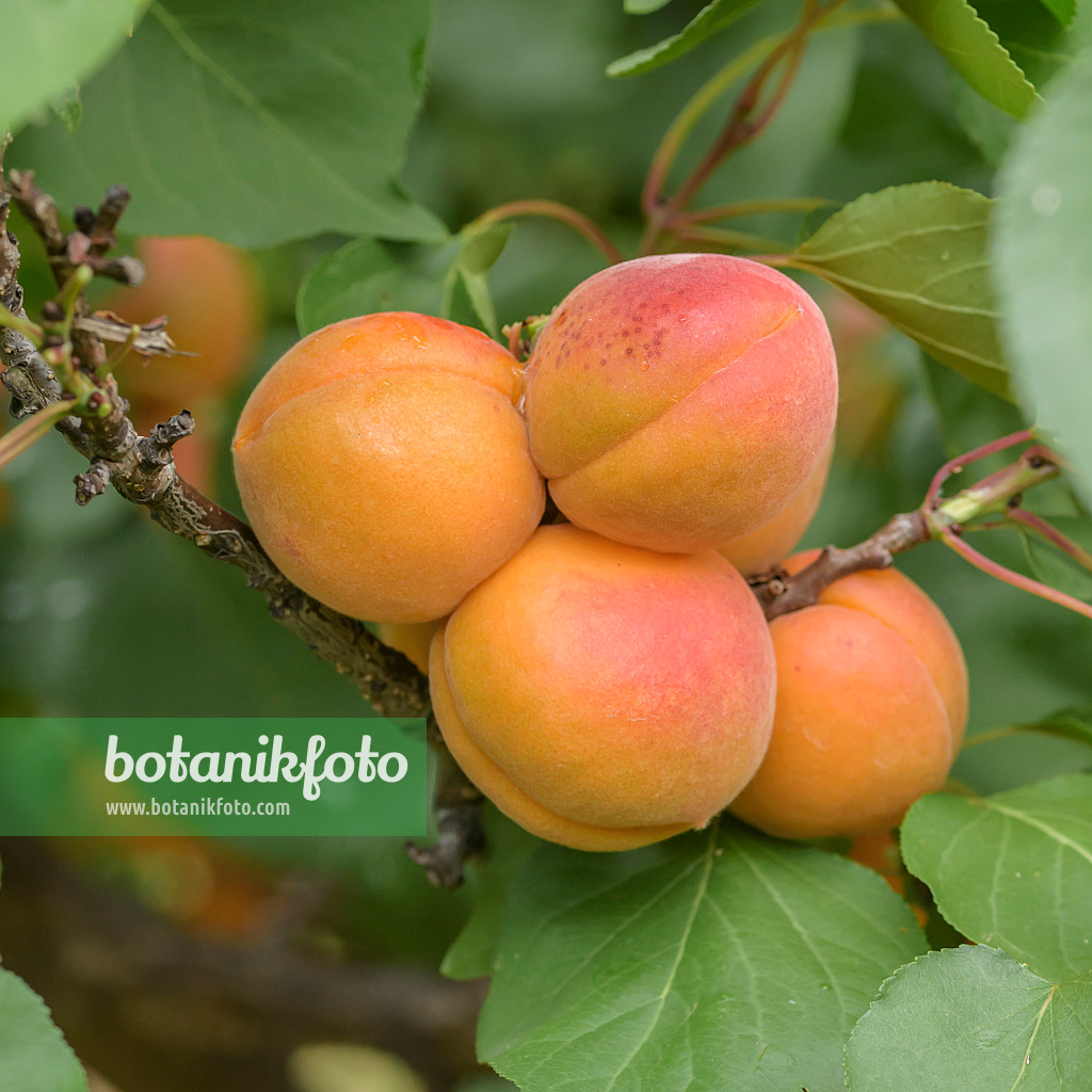 575219 - Abricotier (Prunus armeniaca 'Tardicot')