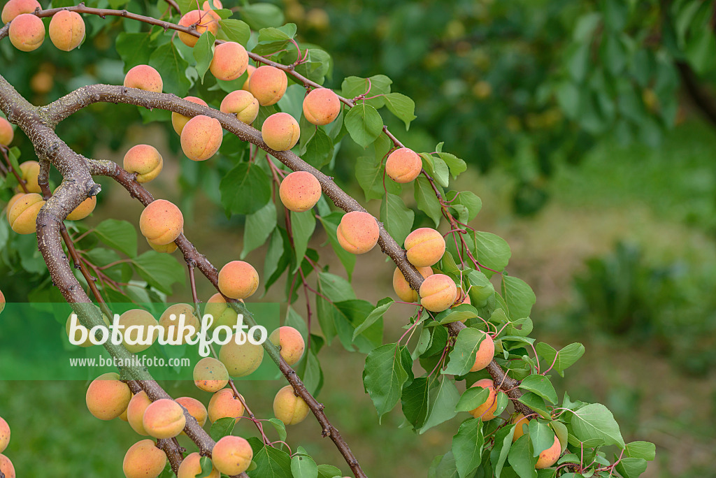 575220 - Abricotier (Prunus armeniaca 'Ungarische Beste')