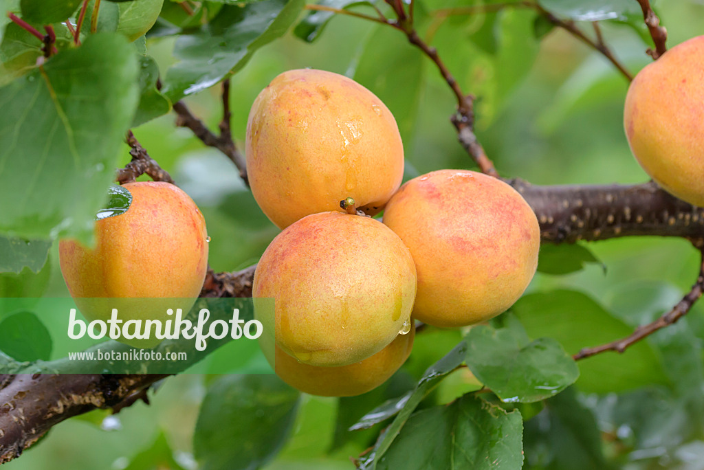 575221 - Abricotier (Prunus armeniaca 'Ungarische Beste')