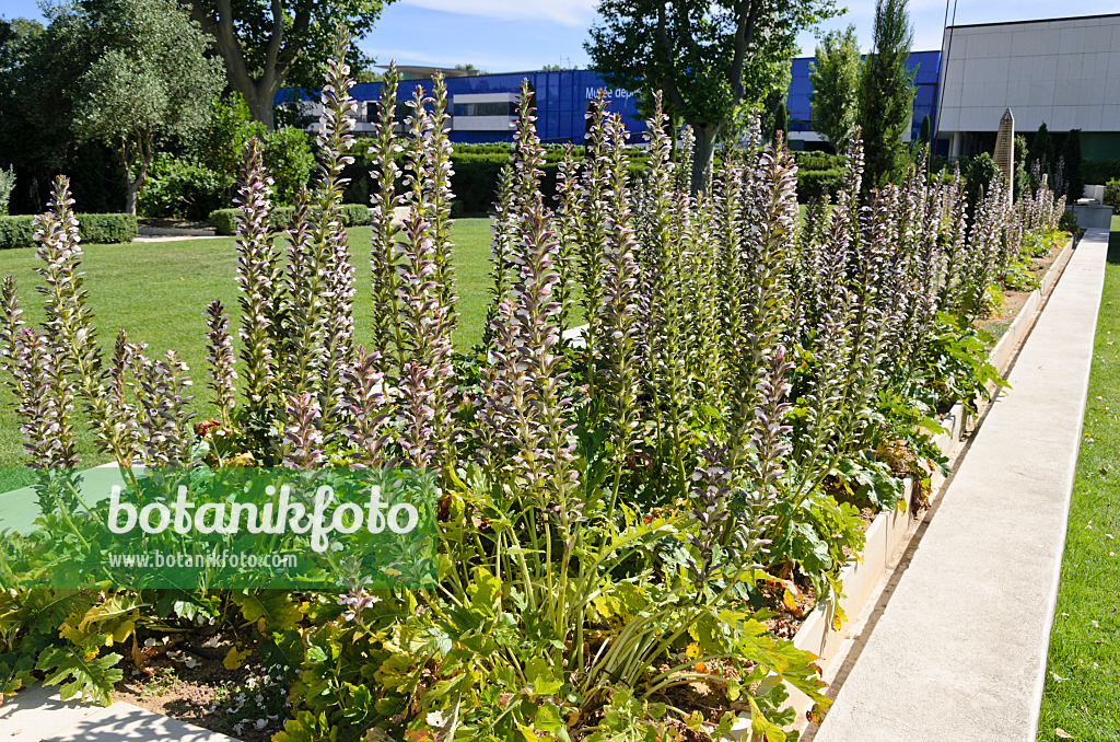 557150 - Acanthe (Acanthus)