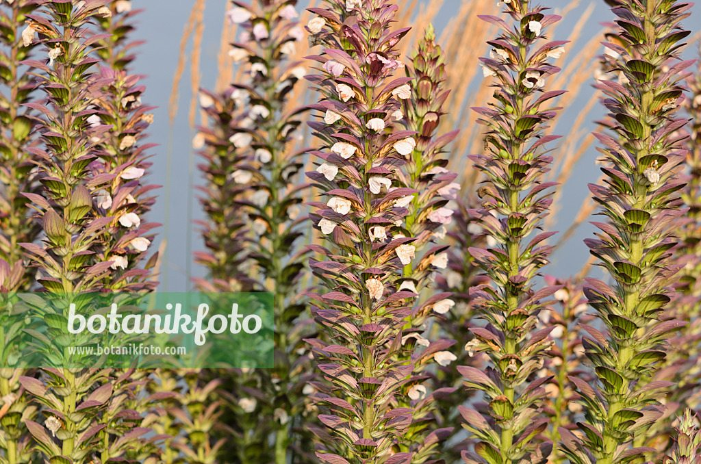 534431 - Acanthe de Hongrie (Acanthus hungaricus)