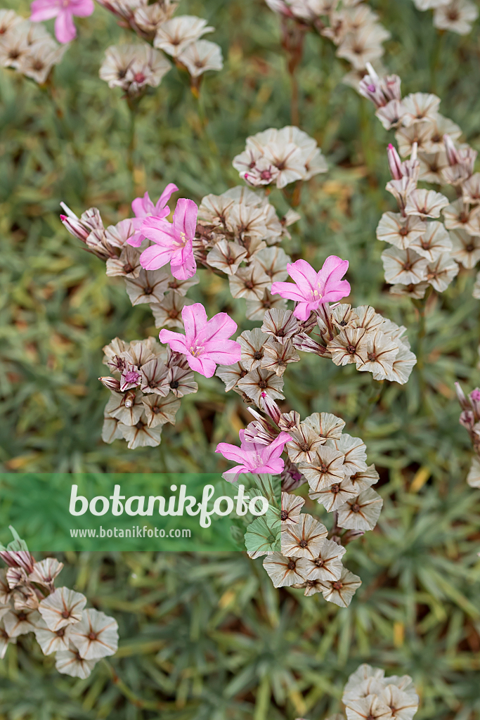 664001 - Acantholimon albanicum