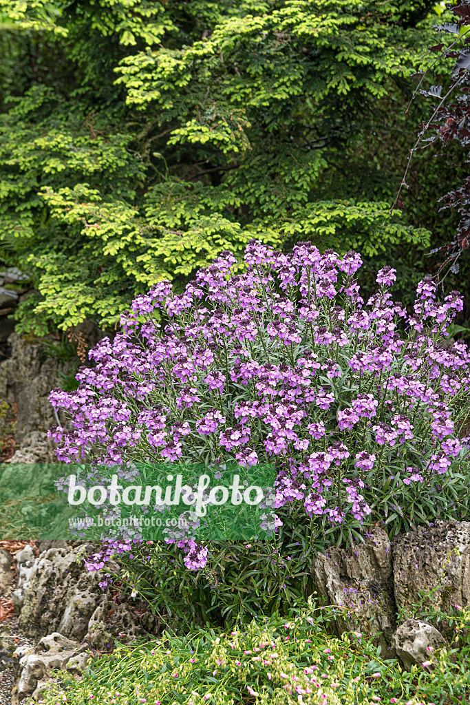 664142 - Aegean wallflower (Erysimum cheiri 'Bowles Mauve')