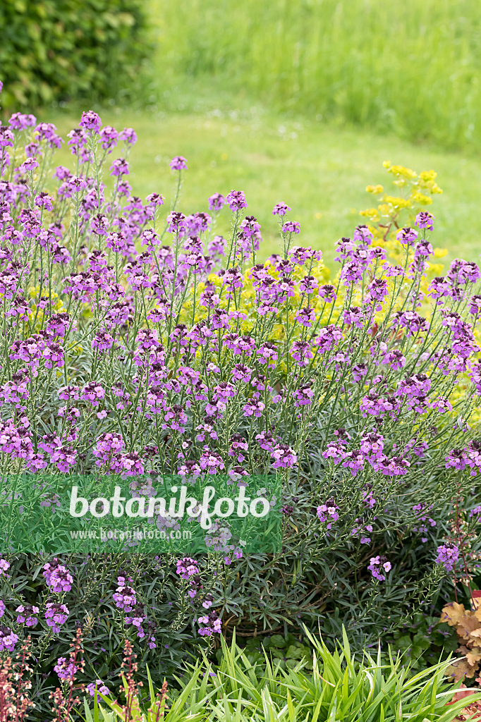 664143 - Aegean wallflower (Erysimum cheiri 'Bowles Mauve')